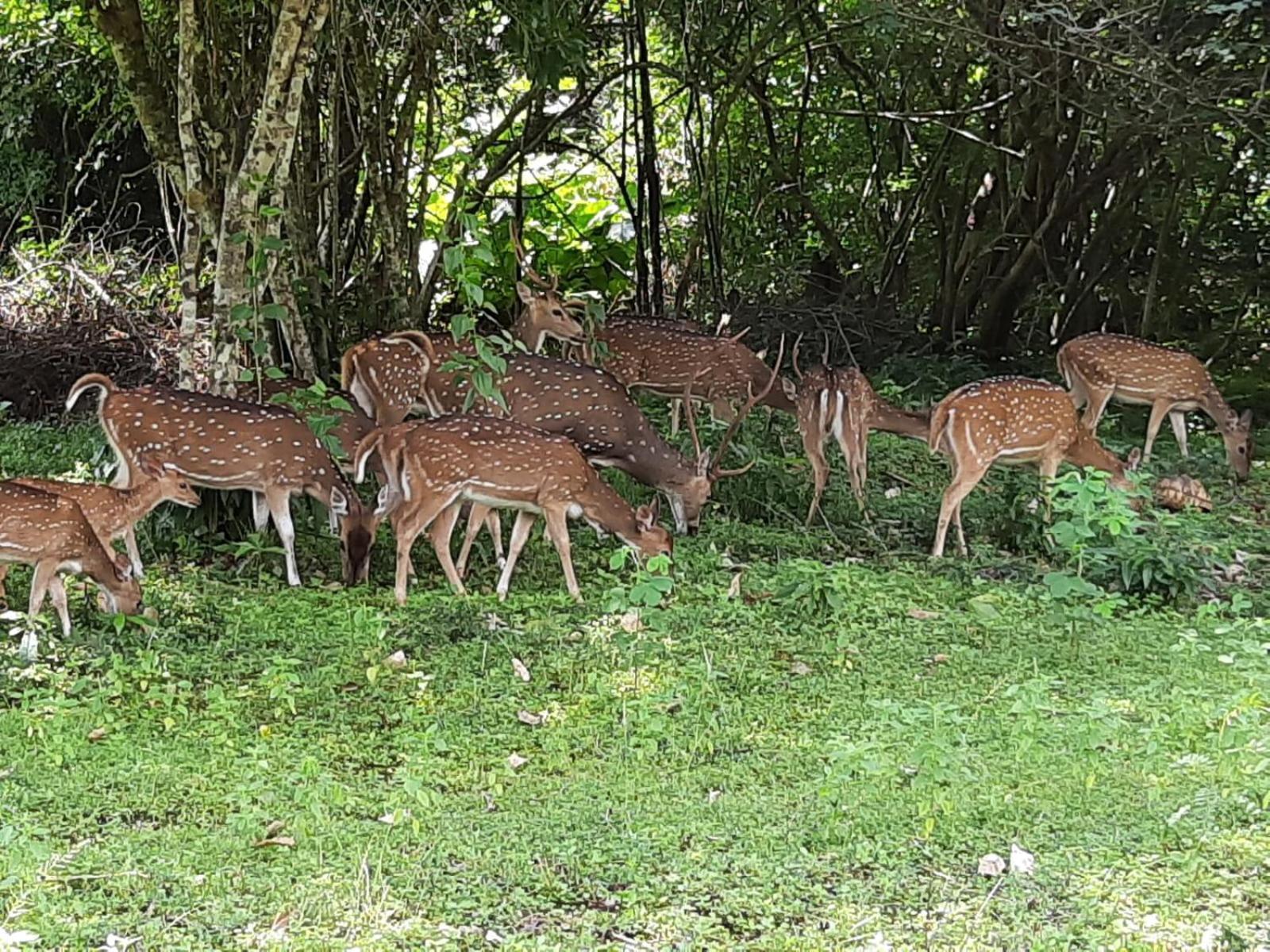 Minneriya Jeep Safari Habarana Dış mekan fotoğraf