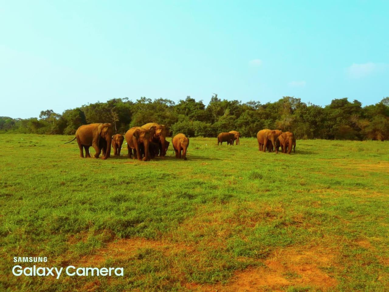 Minneriya Jeep Safari Habarana Dış mekan fotoğraf
